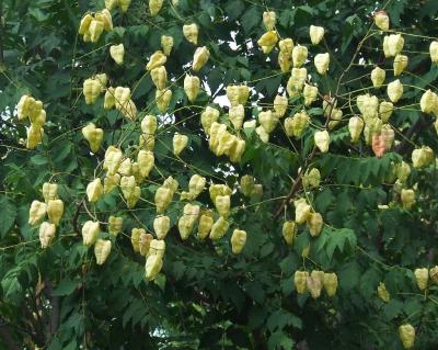 Прикрепленное изображение: 002.jpg